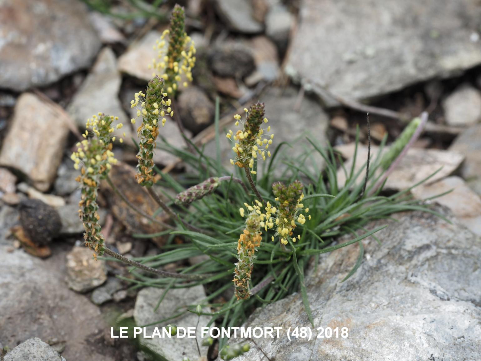 Plantain, Rock